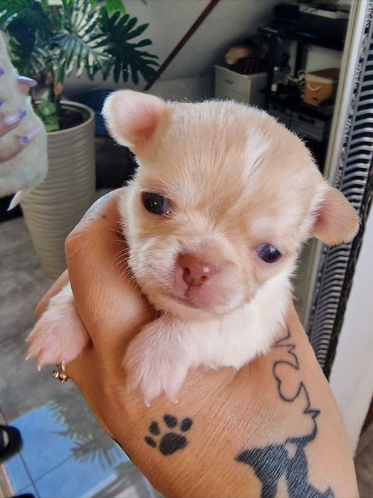 Kenia. Suczka Chihuahua. Beżowa.