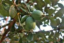 Feijoa Sellowiana / Goiaba Serrana - FRUTO