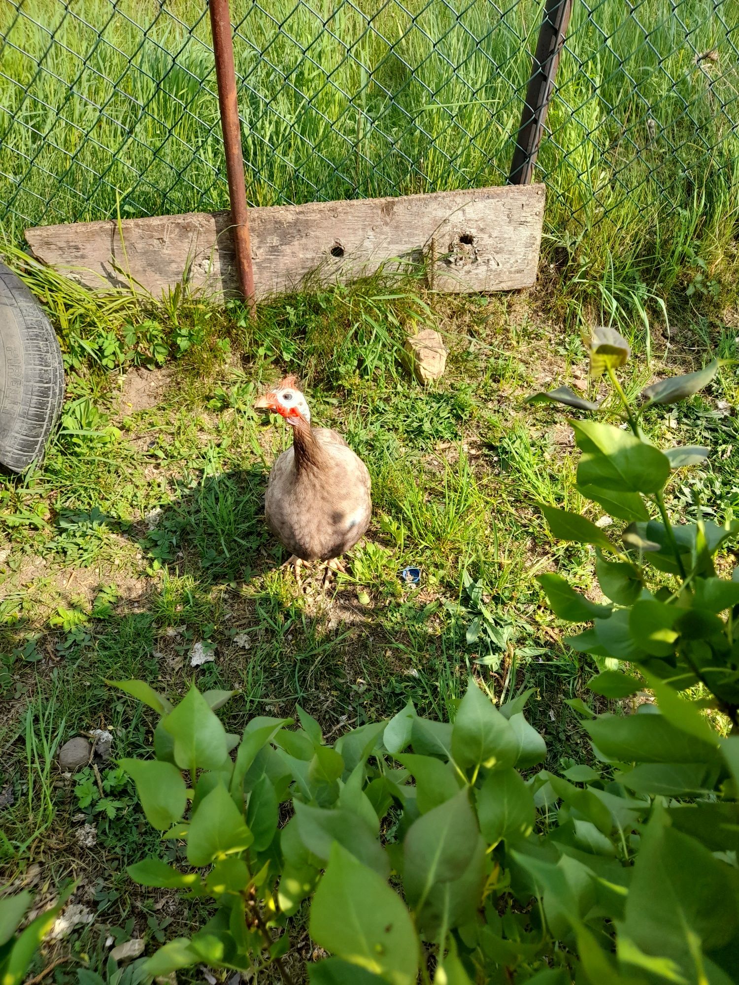 Perliczki jaja lęgowe perliczek.