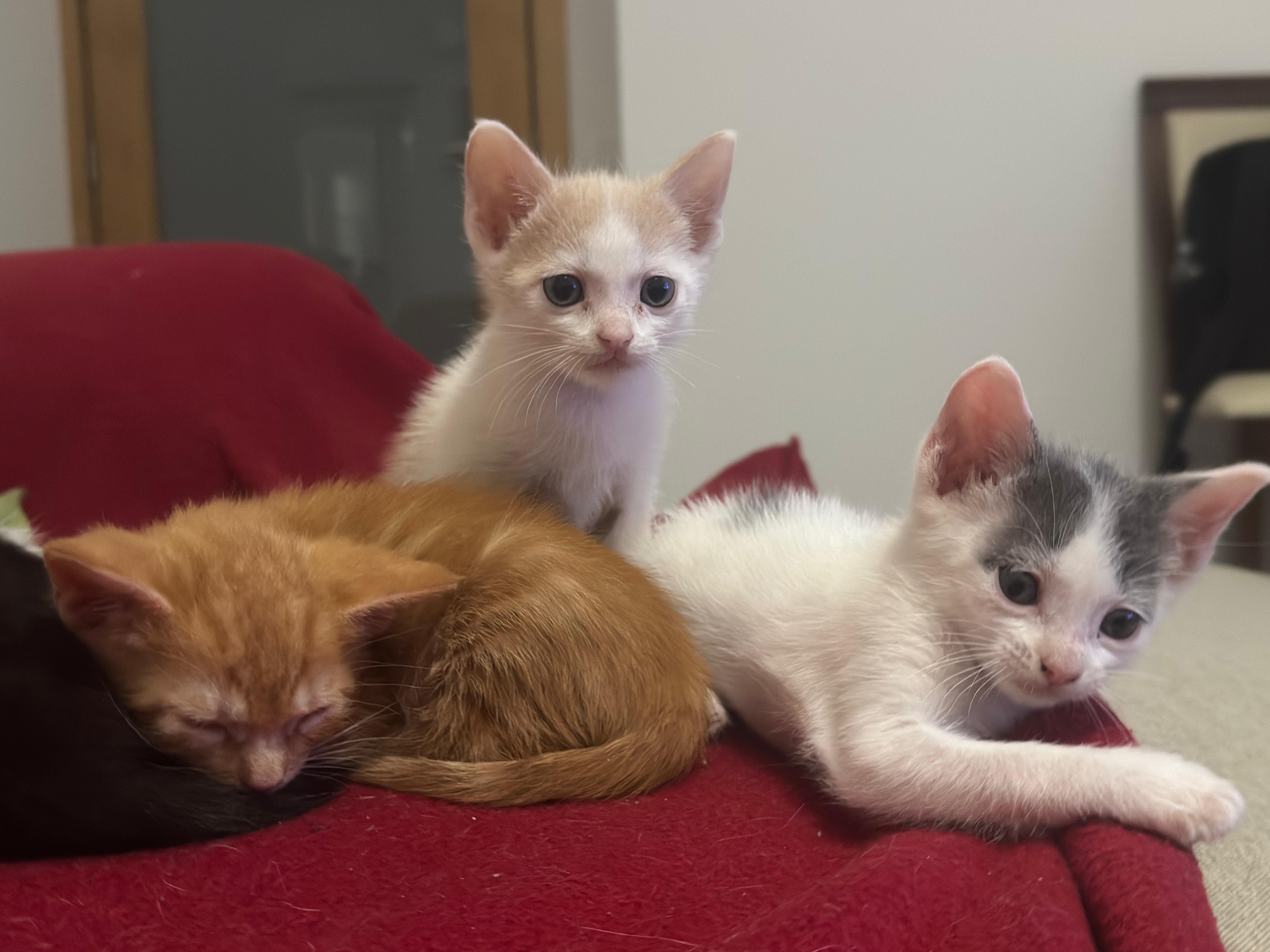 Gatinhos para adoção