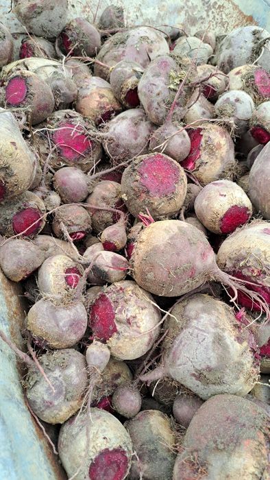 Sprzedam buraki czerwone