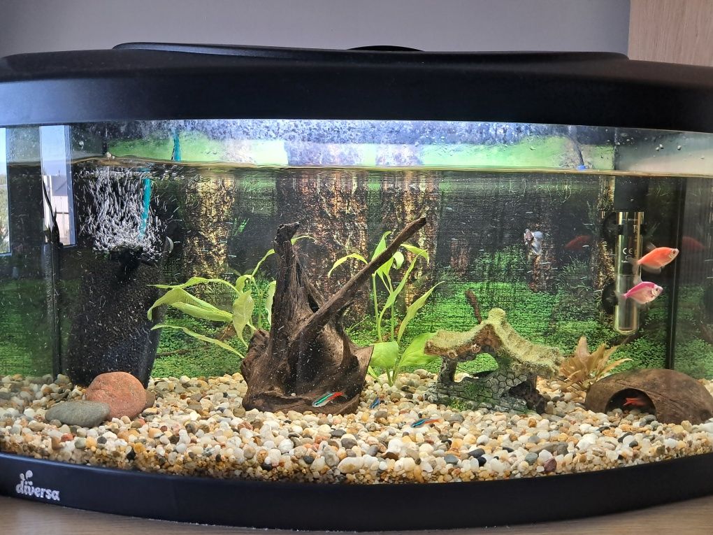 Akwarium 50 litrow