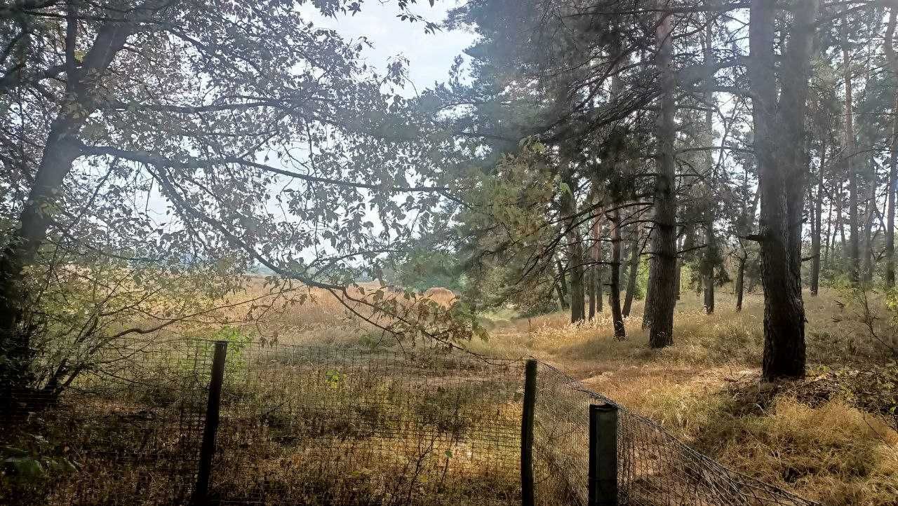 Продажа ділянки на околиці лісу