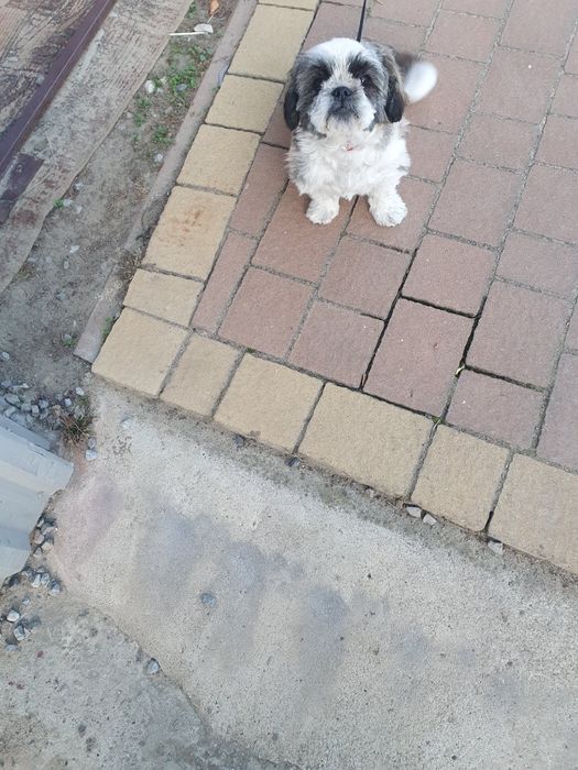 Witam oddam za darmo