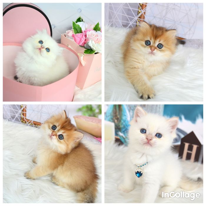 Британские котята золотая шиншилла