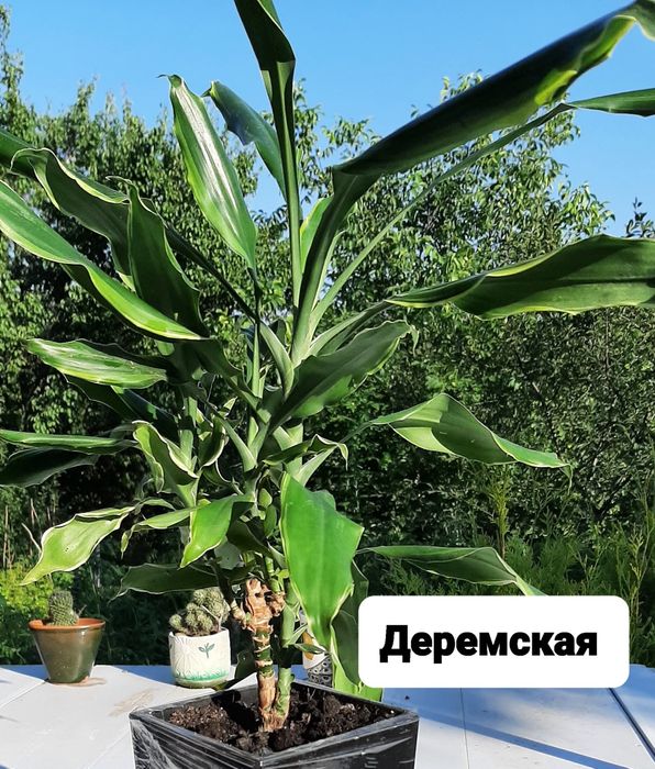 Кімнатні рослини/квіти/цветы