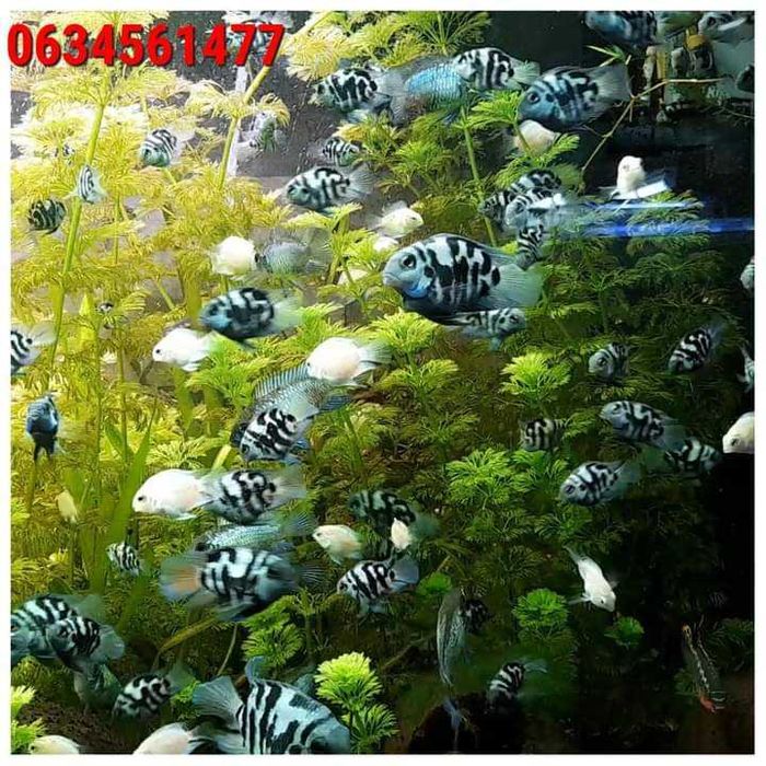 Компрессор для акваріума  USB від павербанка