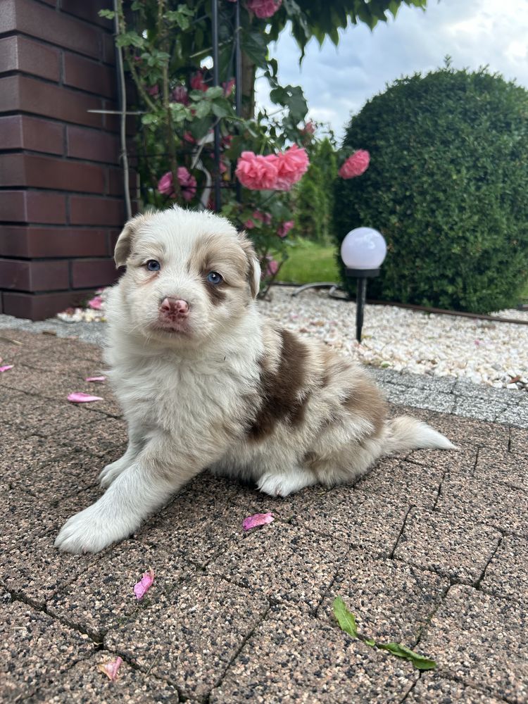 Piesek broder collie red merle