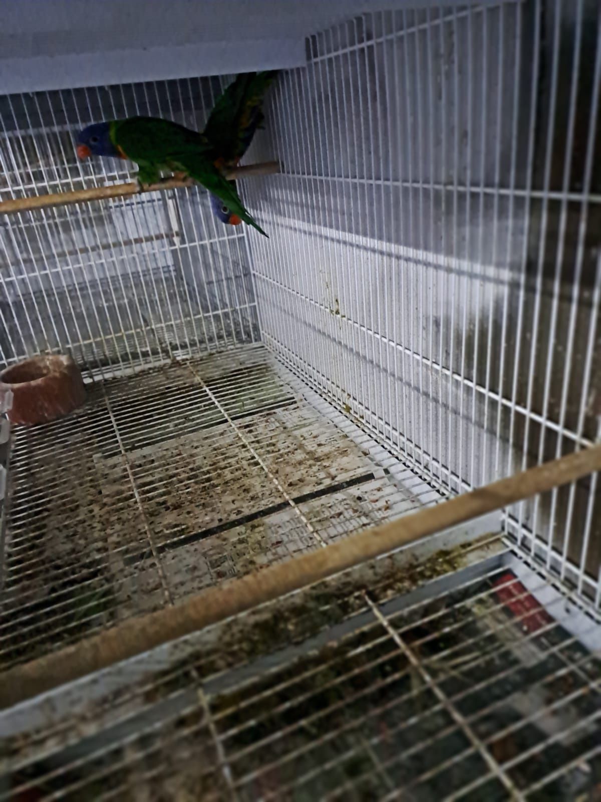Ring Necks e Loris