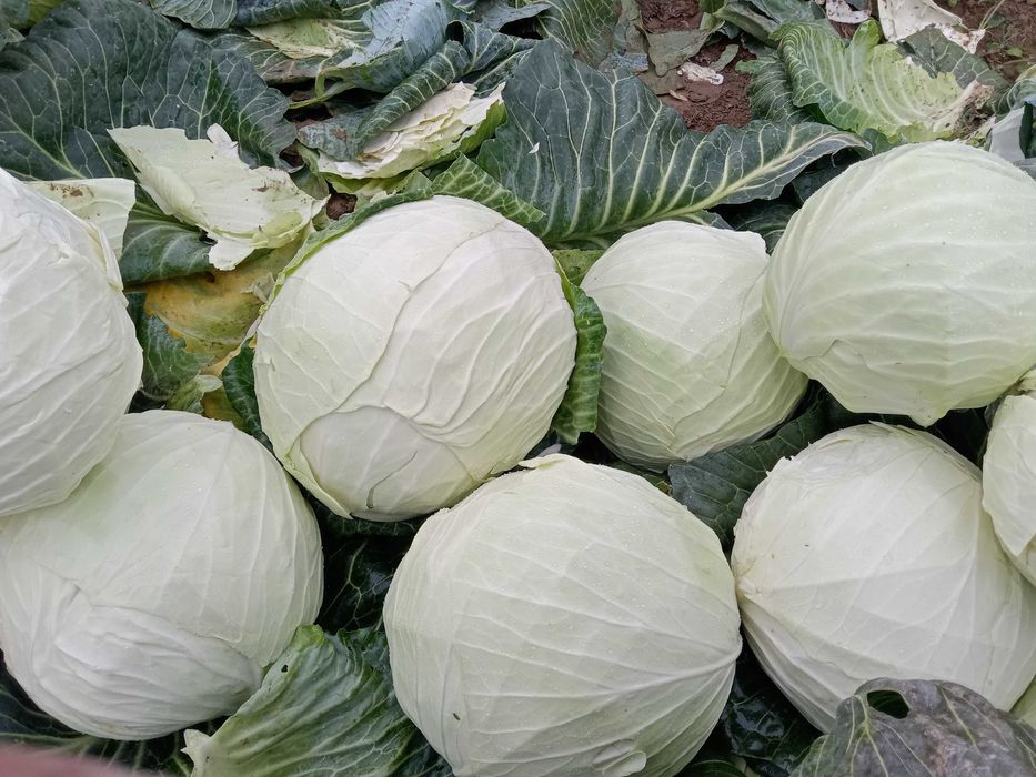 KAPUSTA biała...
