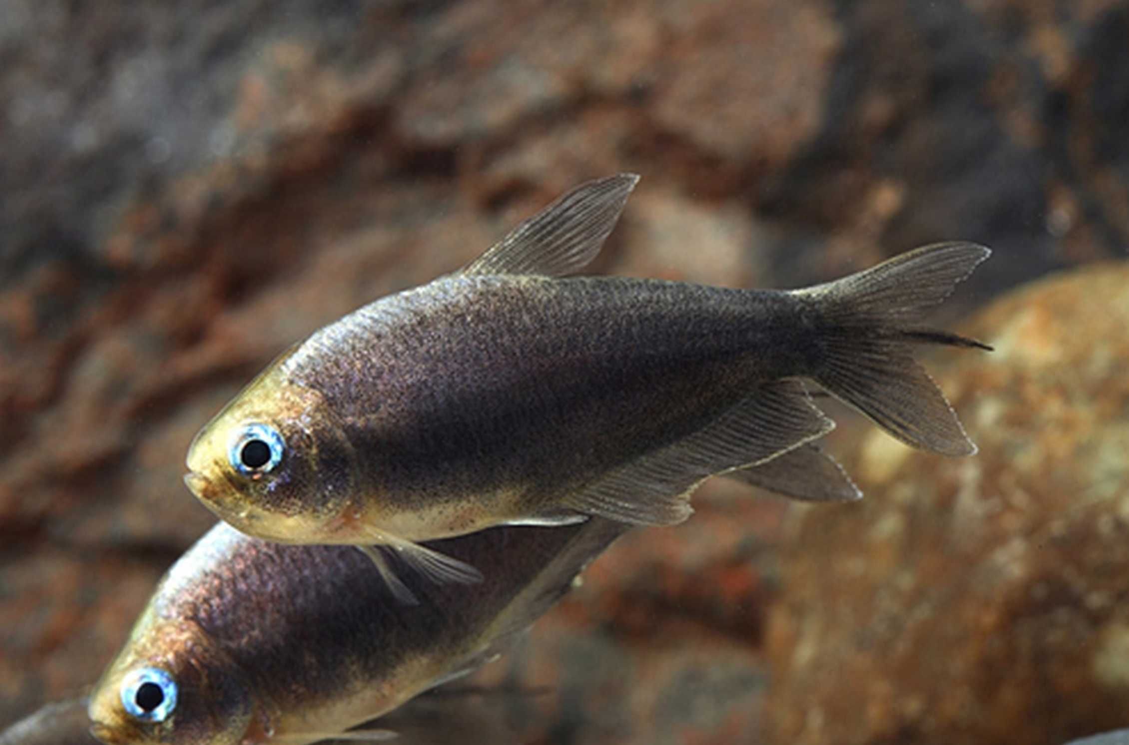 Tetra cesarska odmiana CZARNA - Nematobrycon palmeri - dowóz, wysyłka