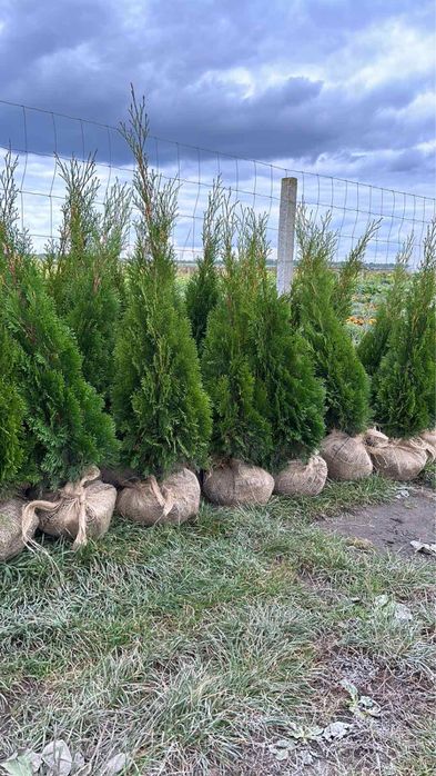 Туя-всі розміри-є опт