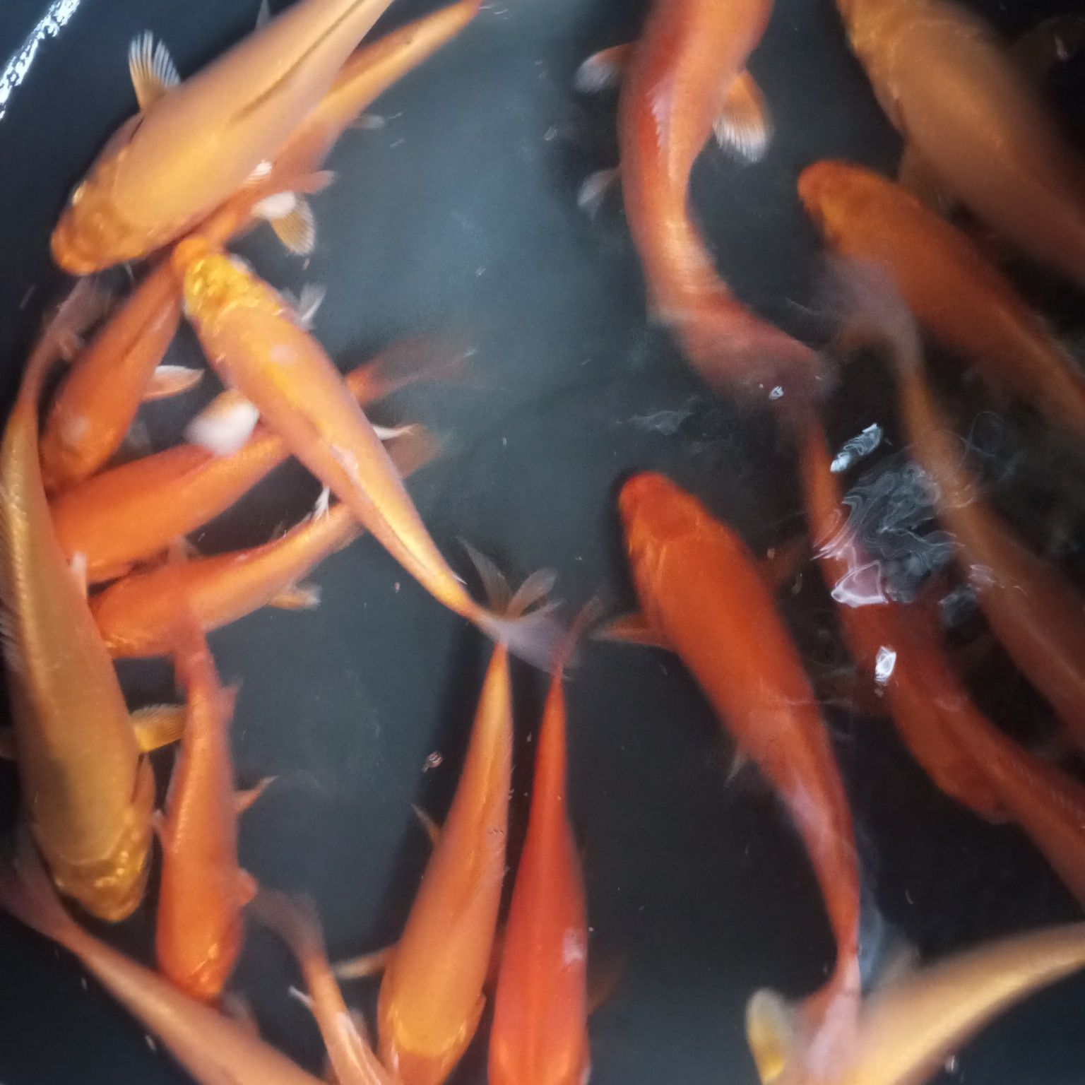 Karp koi w sprzedaży