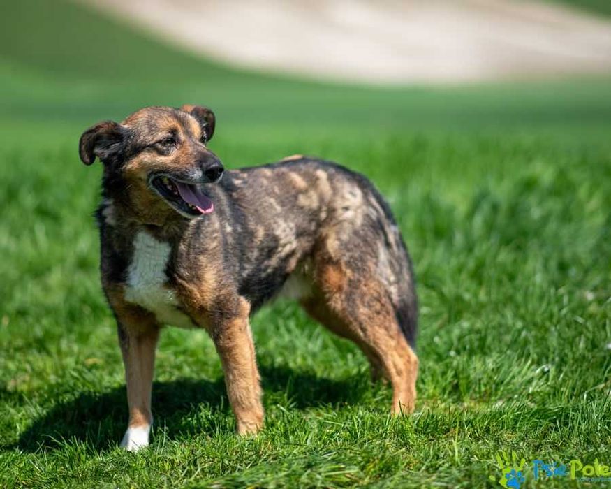Niewielki, miły psiak HEROS szuka domku!