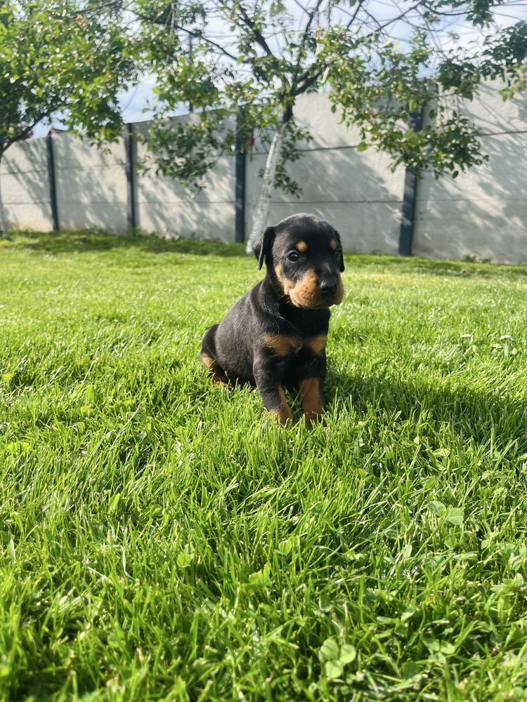Doberman szczeniak!!
