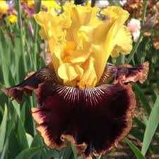 сортові  квіти  іриси, кала, лілейники  та флокс з особистої колекції.