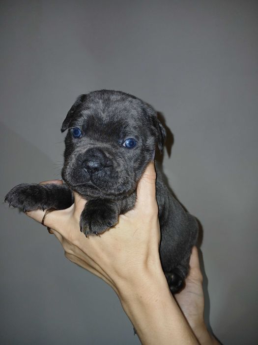 Бронювання цуценят Кане корсо