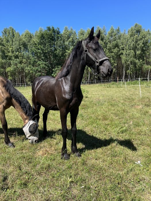 Sprzedam rocznego ogierka fryzyjskiego