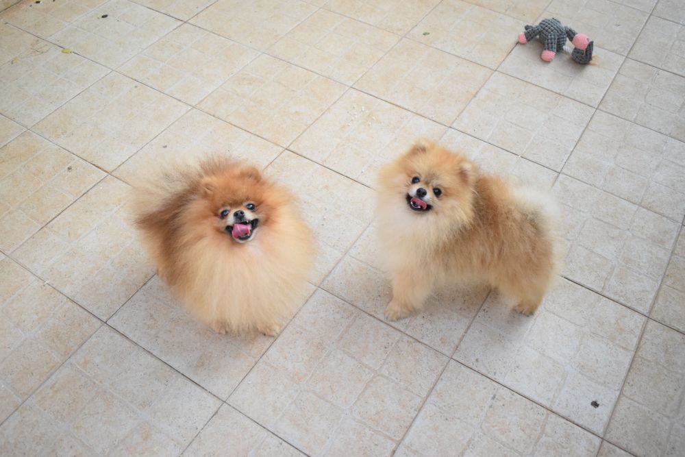 Lulu da pomerânia mini com LOP, linhagem Russa, spitz alemão anão