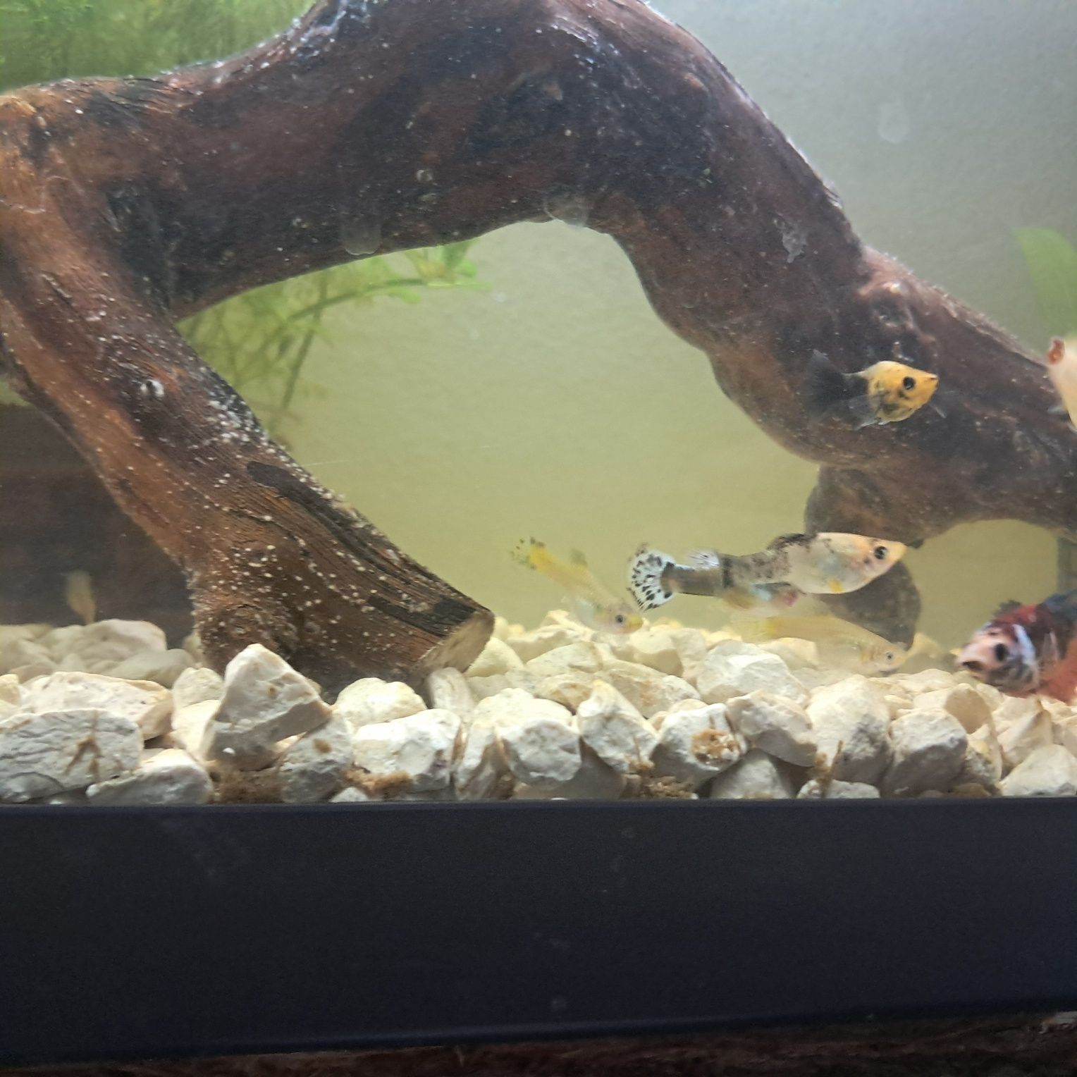 Peixes Mollys  e guppys