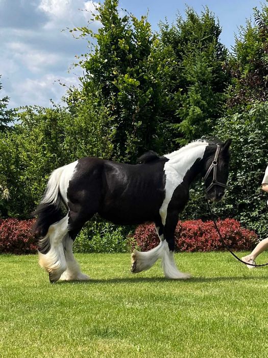 Tinker Irish Cob Gypsy Cob wałach
