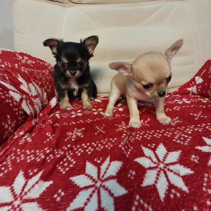 Śliczny chihuahua z rodowodem