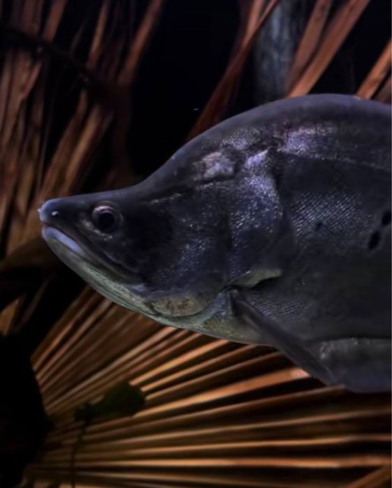 Nożowiec Chitala  45 cm