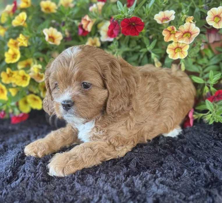 Cavapoo disponível