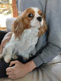 Piękna suczka cavalier king Charles spaniel