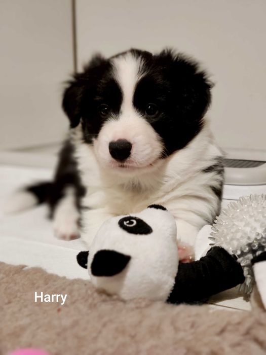 Border collie ZkwP/FCI samiec