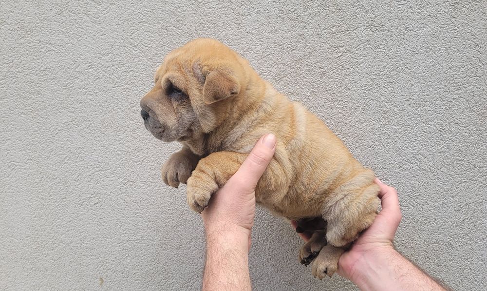 Cachorrinho sharpei bebé