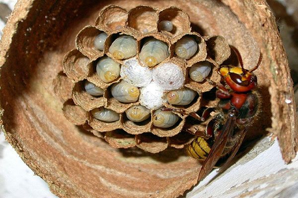 Usuwanie likwidacja gniazd os i szerszeni