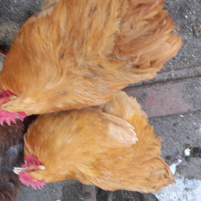 Продаю семью курей