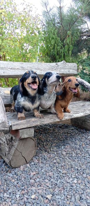 Щенки таксы, разных окрасов,с документами УКФ