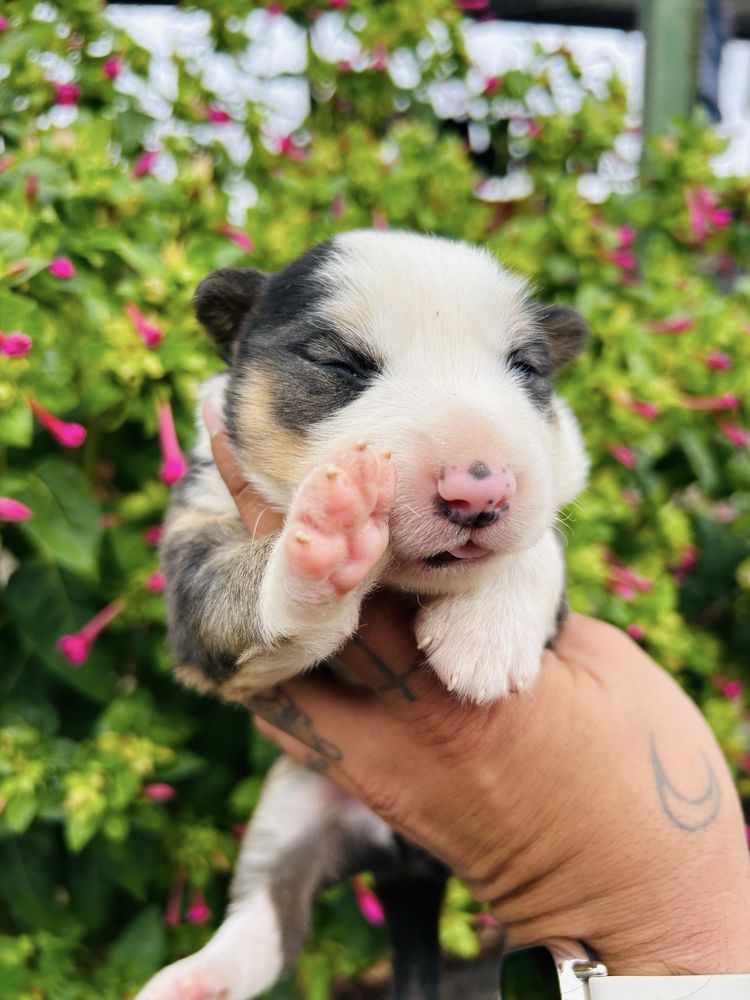 Menina border collie tricolor