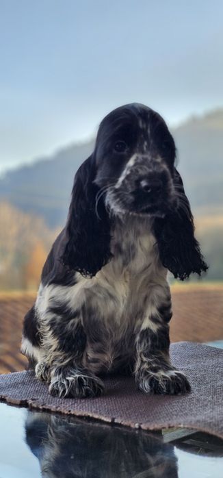 Cocker Spaniel Fêmea/Macho