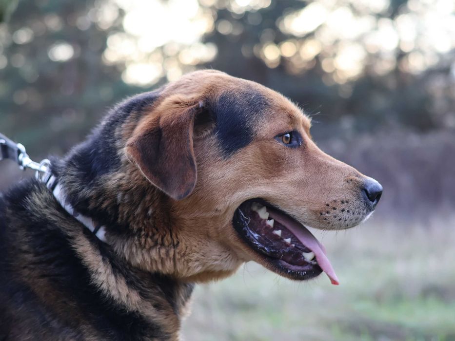 Kapitalny RUFUS szuka domu