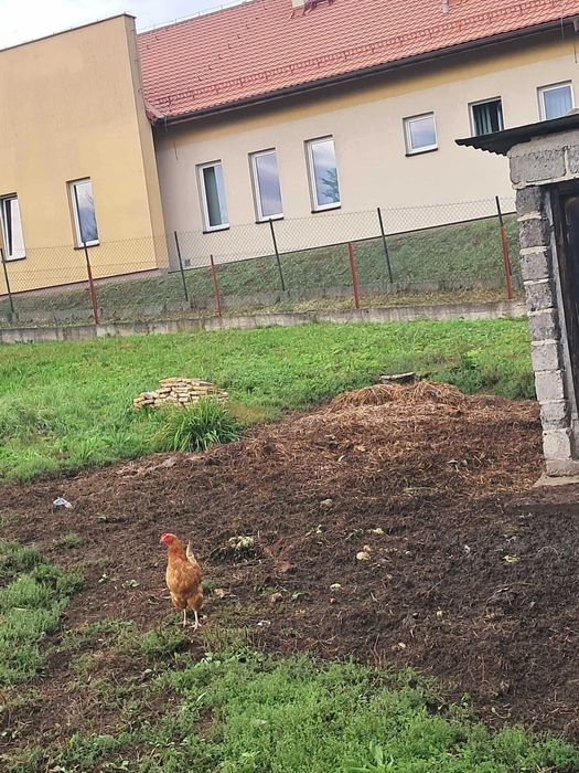 nawóz zwierzęcy (obornik)