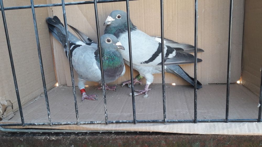 Sprzedam stare gołębie pocztowe po lotach