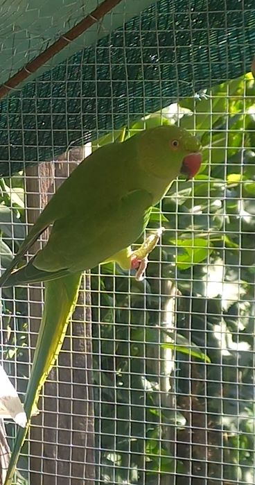 ring neck com sexagem