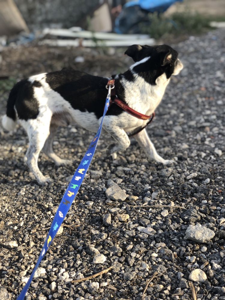 Cão de porte pequeno