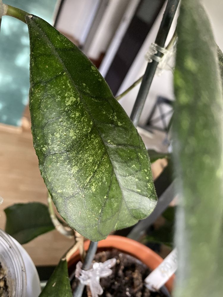 Hoya finlaysonii epc 318 1 l cw