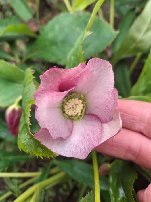 Продам садові декоративні рослини