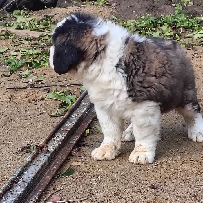 Bernardyn piesek długowłosy