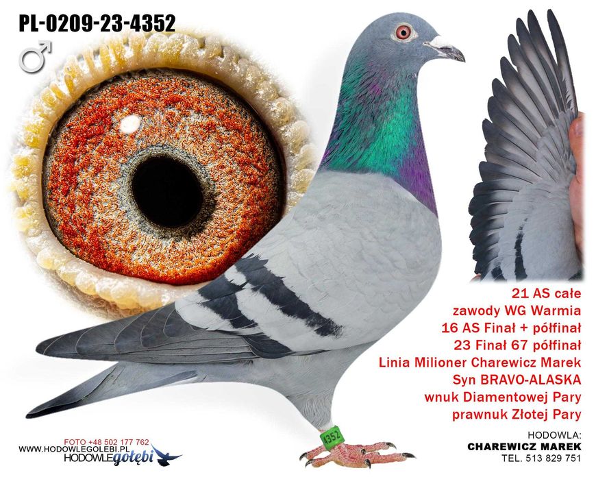 21 as na wspólnym gołębniku syn gołębia bravo