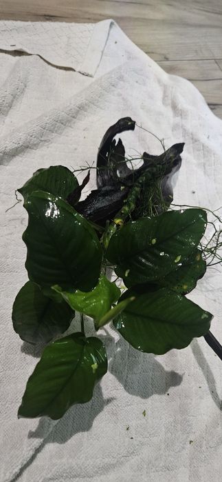 Anubias plus korzeń