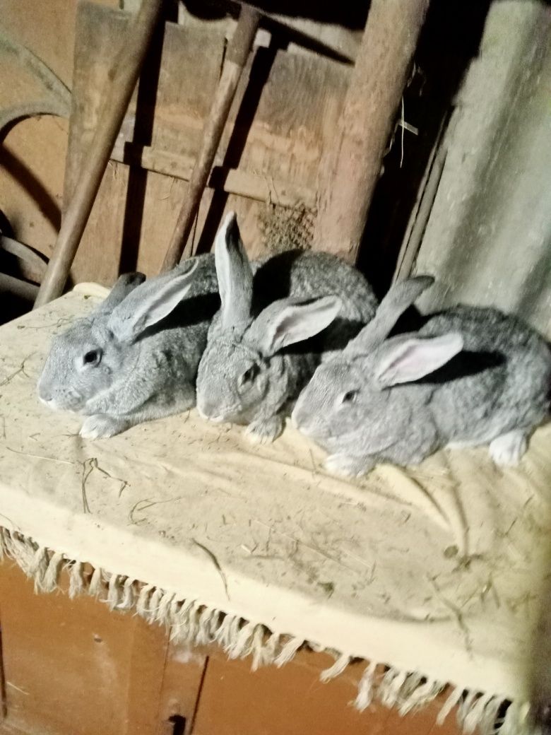 Самці і самки Шиншила.