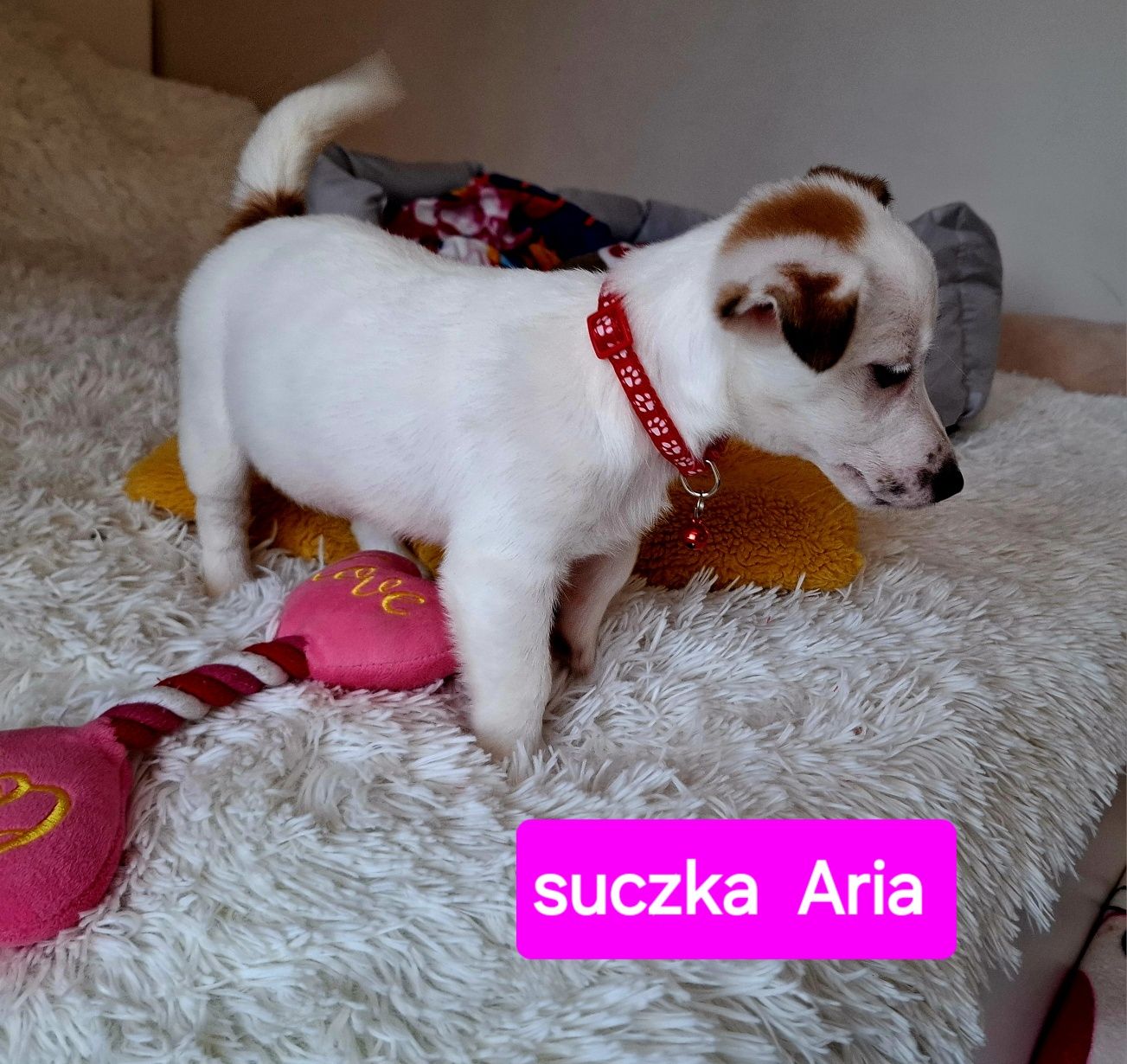 Słodka Aria !!! JRT już do odbioru RODZICE WHODOWLI