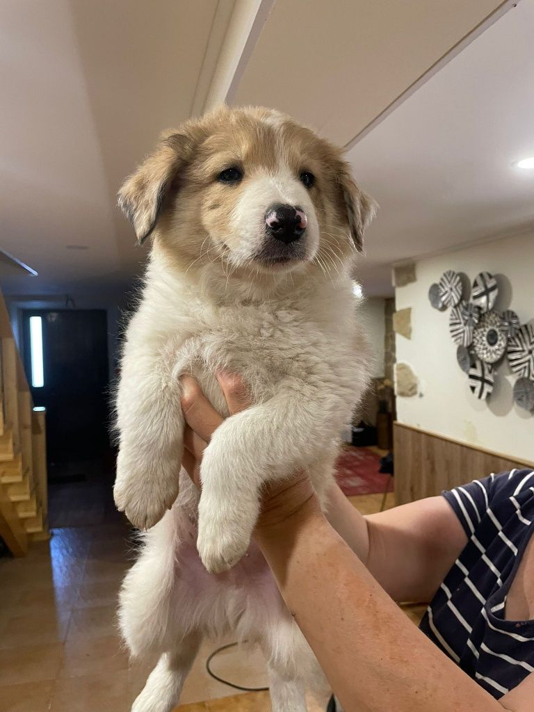 Collie cachorro macho