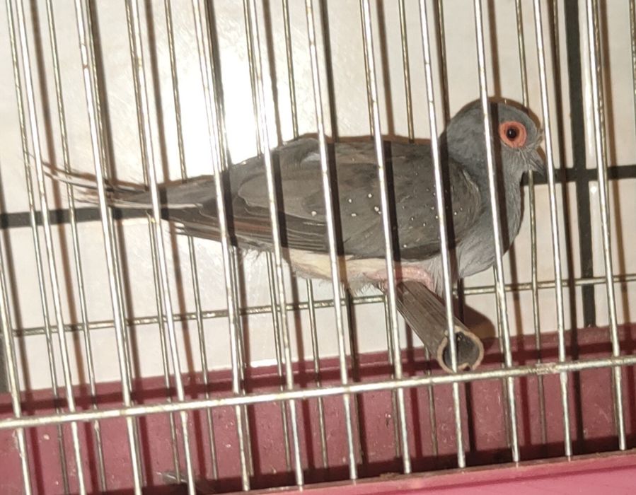 Gołąbki Diamentowe